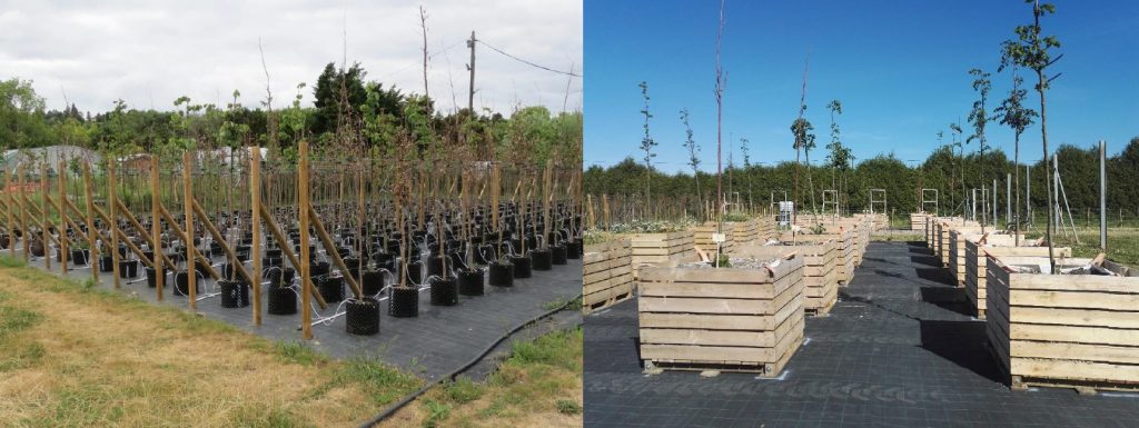 Projet l'arbre, de la pépinière au milieu urbain