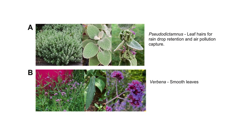 Choix de taxons pour recommandations végétal - A et B