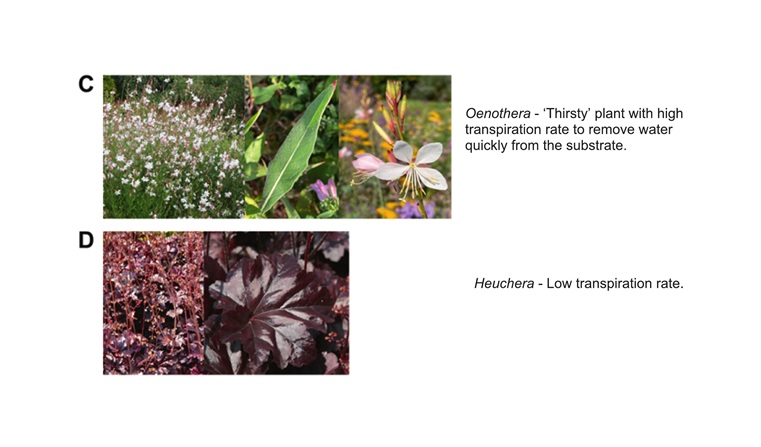 Choix de taxons pour recommandations végétal - C et D