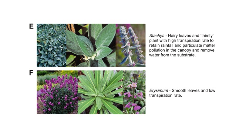 Choix de taxons pour recommandations végétal